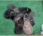 Small #9 Breeder Profile image