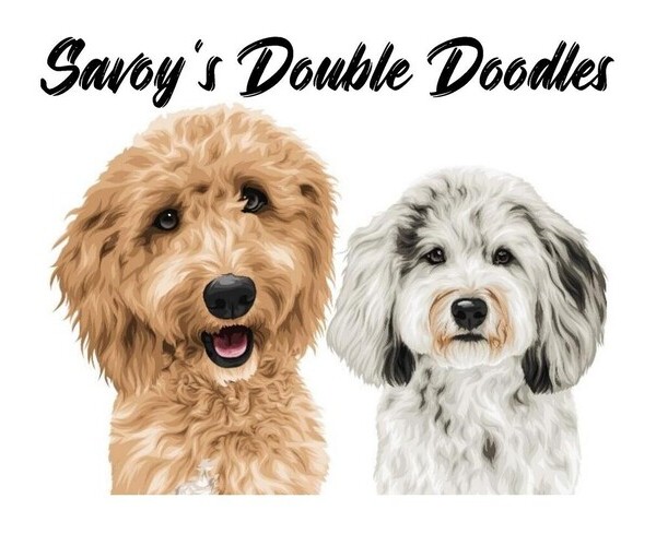 Medium Photo #1  Breeder Profile in BILOXI, MS, USA