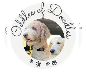 Goldendoodle Dog Breeder near FORT LAUDERDALE, FL, USA