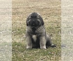 Small #107 Breeder Profile image