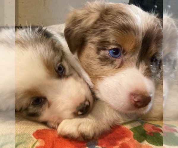 Medium Photo #12  Breeder Profile in BLUE RIVER, WI, USA