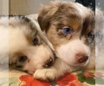 Small #11 Breeder Profile image