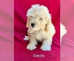 Small #5 Breeder Profile image