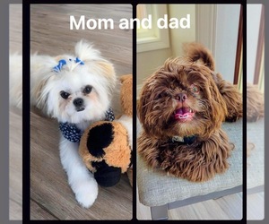 Shih Tzu Dog Breeder near SEYMOUR, IN, USA