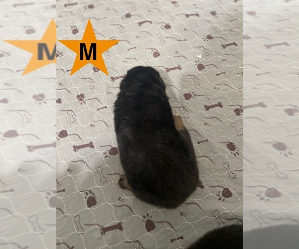 Medium Photo #8  Breeder Profile in ALACHUA, FL, USA