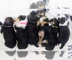 Small #54 Breeder Profile image