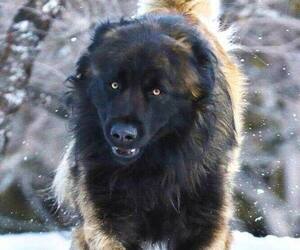 Estrela Mountain Dog Dog Breeder in Cherryville,  Canada