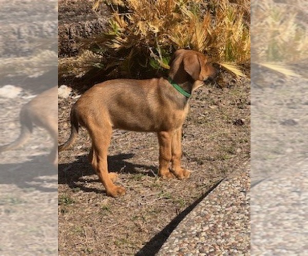 Medium Photo #2  Breeder Profile in SAN ANTONIO, TX, USA