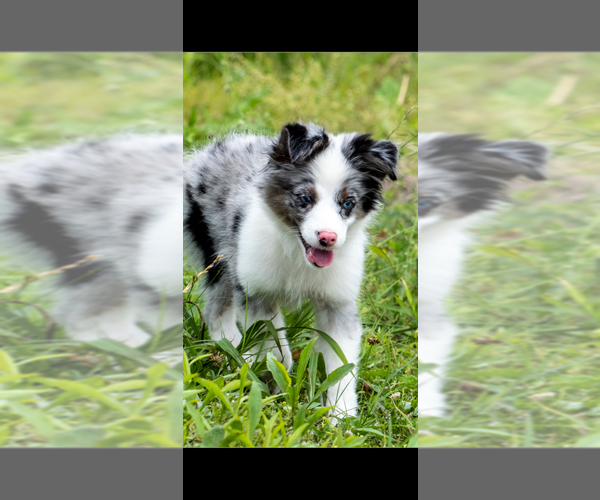 Medium Photo #9  Breeder Profile in SEVERY, KS, USA