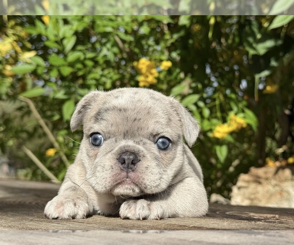 Medium Photo #9  Breeder Profile in LAKEWOOD RANCH, FL, USA