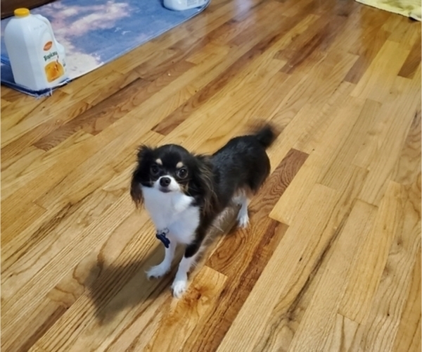 Medium Photo #1  Breeder Profile in ELM CITY, NC, USA