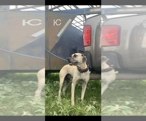 Main photo of Black Mouth Cur Dog Breeder near YORKTOWN, TX, USA