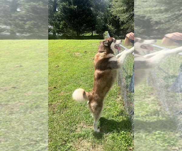 Medium Photo #1  Breeder Profile in CALHOUN, GA, USA