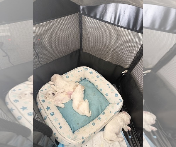 Medium Photo #2  Breeder Profile in SAN JOSE, CA, USA