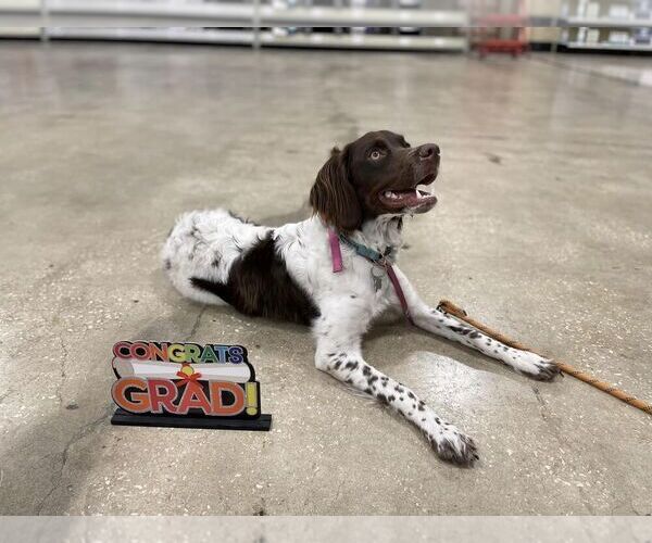 Medium Photo #68  Breeder Profile in HORTENSE, GA, USA