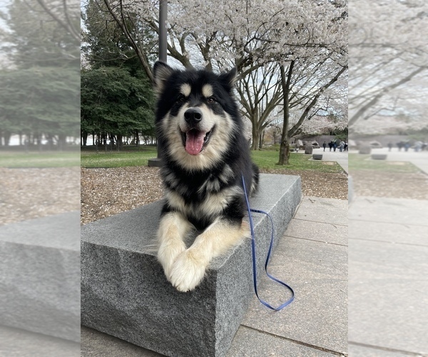 Medium Photo #42  Breeder Profile in FREDERICK, MD, USA