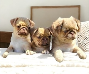 Pug Dog Breeder near NEENAH, WI, USA