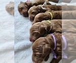 Small #1 Breeder Profile image