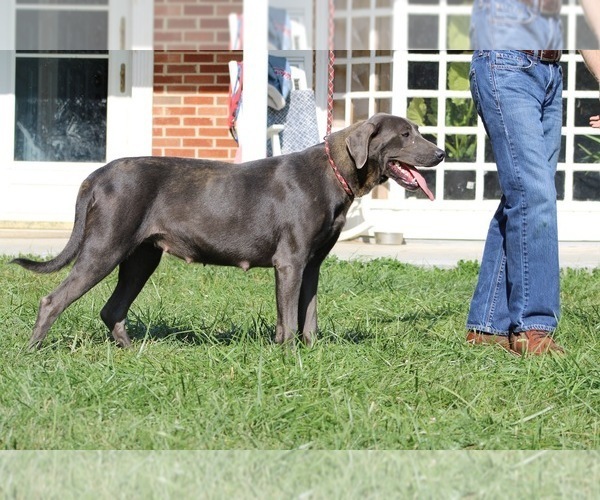 Medium Photo #35  Breeder Profile in NEOLA, WV, USA