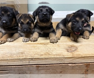 German Shepherd Dog Dog Breeder near FORT WAYNE, IN, USA