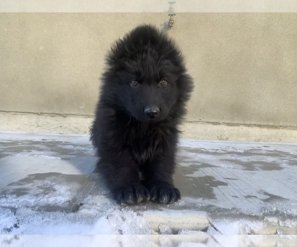 Medium Photo #185  Breeder Profile in PINON HILLS, CA, USA