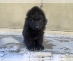 Small #184 Breeder Profile image
