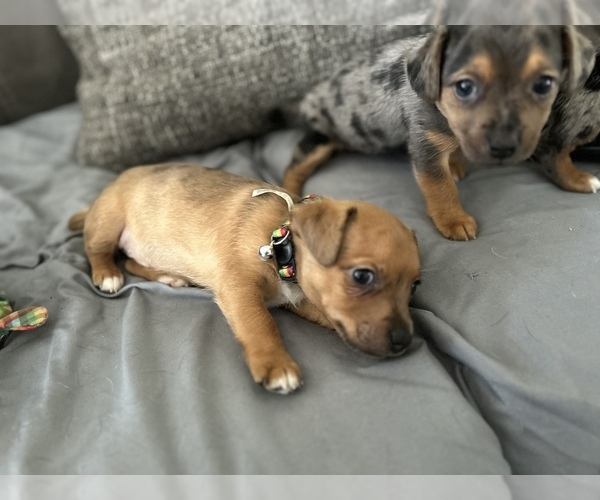 Medium Photo #7  Breeder Profile in NORTH PORT, FL, USA