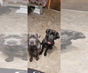 Cane Corso Dog Breeder in OTTAWA,  USA