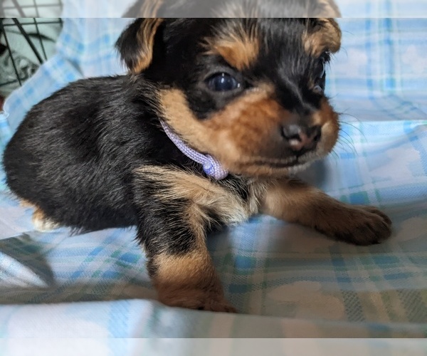 Medium Photo #1  Breeder Profile in GAFFNEY, SC, USA