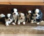 Small Photo #4  Breeder Profile in GEORGETOWN, TX, USA