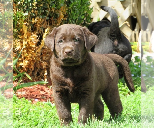 Medium Photo #9  Breeder Profile in LOUDONVILLE, OH, USA