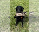 Small #26 Breeder Profile image
