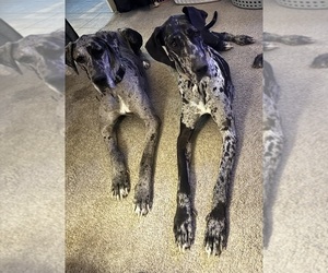 Great Dane Dog Breeder near MILLVILLE, NJ, USA