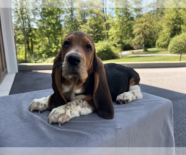 Medium Photo #1  Breeder Profile in DENVER, PA, USA