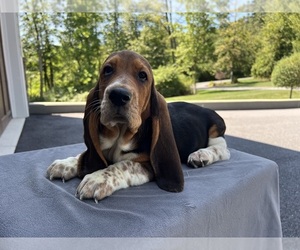 Basset Hound Dog Breeder near DENVER, PA, USA