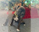 Small breeder photo