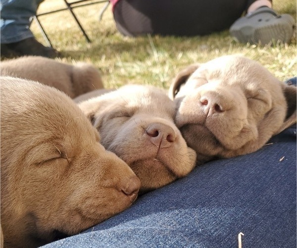 Medium Photo #7  Breeder Profile in FLAGLER, CO, USA
