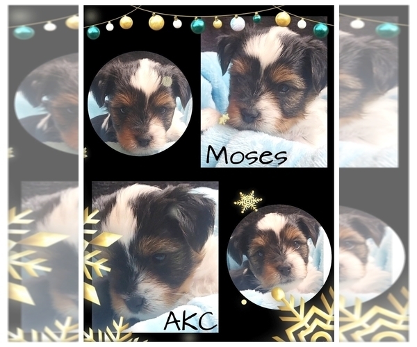 Medium Photo #28  Breeder Profile in FT WORTH, TX, USA