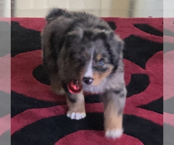 Medium Photo #99  Breeder Profile in SUNNYVALE, CA, USA