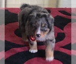 Small #98 Breeder Profile image