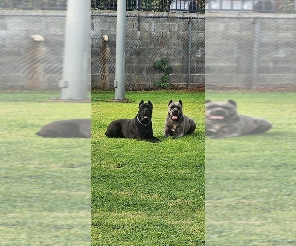 Medium Photo #9  Breeder Profile in LA PUENTE, CA, USA