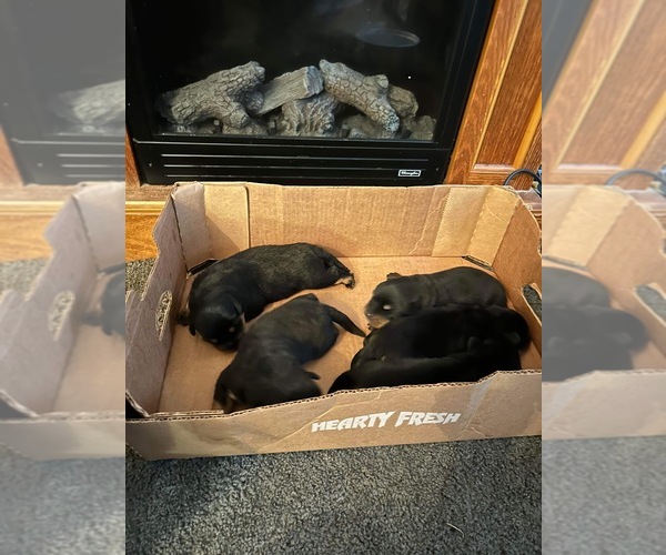 Medium Photo #1  Breeder Profile in HARVEY, IL, USA