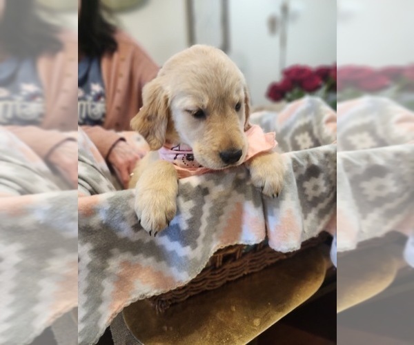 Medium Photo #1  Breeder Profile in BURKBURNETT, TX, USA