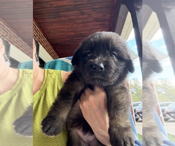 Medium Photo #5  Breeder Profile in MANCHESTER, TN, USA