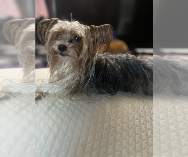 Medium Photo #16  Breeder Profile in MACON, GA, USA