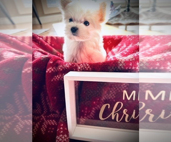 Medium Photo #7  Breeder Profile in CROSSVILLE, TN, USA