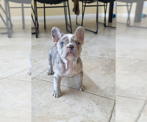 French Bulldog Dog Breeder near TEMECULA, CA, USA