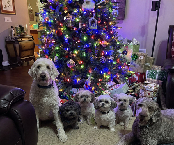 Medium Photo #1  Breeder Profile in LOGANVILLE, GA, USA