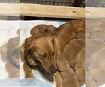 Small #36 Breeder Profile image