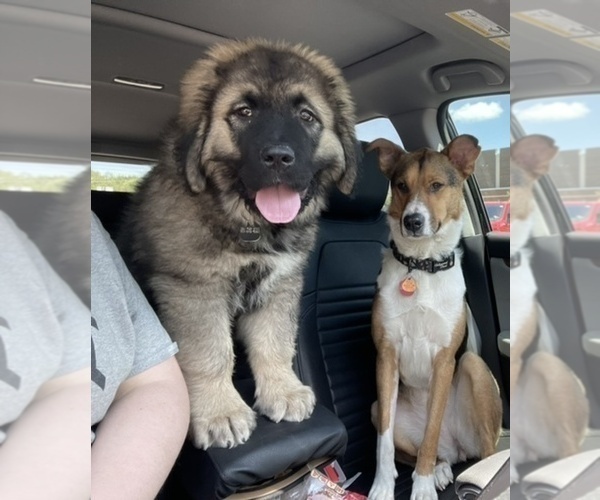 Medium Photo #45  Breeder Profile in TWINING, MI, USA